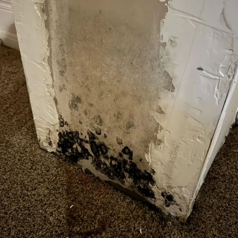 Professional Mold Removal in Brandermill, VA